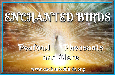 Enchanted Birds