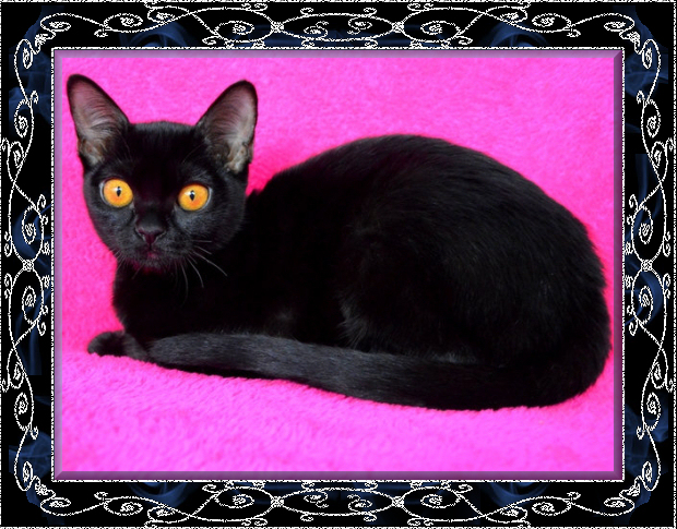 Black Velvet