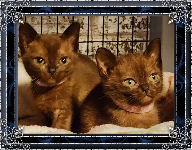 Burmese kittens